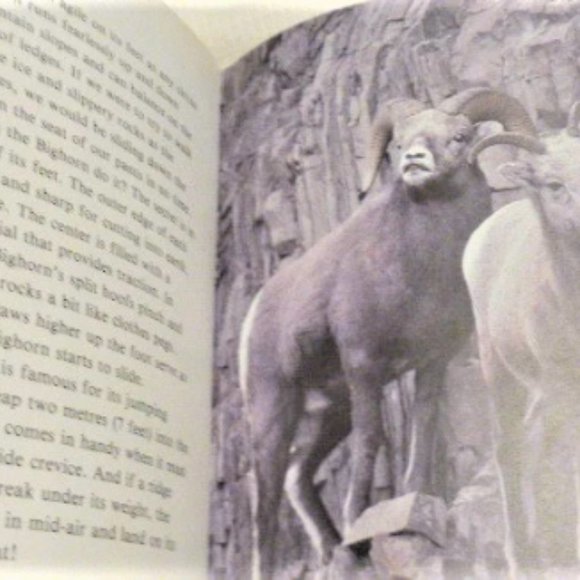 BK4 - 6x Double Sided GETTING To Know NATURES CHILDREN Elk Mice Loons Black Bear - Picture 7 of 8